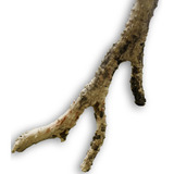 Enfeite Tronco Raiz Natural Para Aquários Plantados
