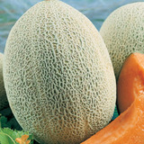 Topseed