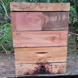 Enxames De Abelhas Uruçu Amarela Bugia 3 Modulos