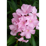 Flor