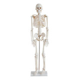Esqueleto 85 Cm Articulado