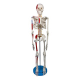 Anatomia