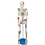 Esqueleto 85 Cm C Ligamentos Inserções Musculares Suporte E Base