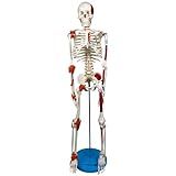 Esqueleto 85 Cm Com Inserções Musculares Ligamentos Suporte E Base