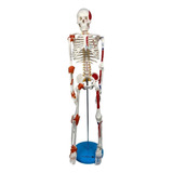 Esqueleto 85 Cm Ligamentos  Inserções