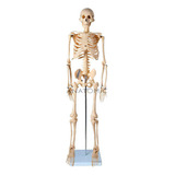 Esqueleto 85 Cm Tgd 0112 Anatomic