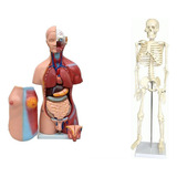 Esqueleto 85 Cm torso Bissexual Abertura Nas Costas 45 Cm