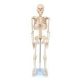 Esqueleto 85cm Anatomia Humana Medicina Do