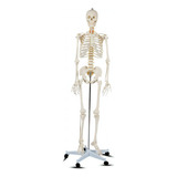 Esqueleto Anatômico Humano De Tamanho Realista