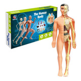 Esqueleto Corpo Humano De Modelos Medicina Enfermagem Anatom