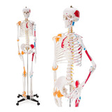 Anatomia