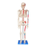 Musculares