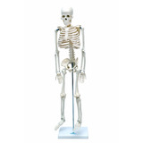 Esqueleto De 85cm Anatomia Do Corpo Humano Fisioterapia