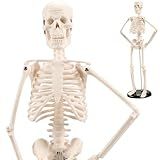Esqueleto Esqueleto Humano Anatomia De 45CM Modelo De Mini Esqueleto Com Juntas Móveis Modelo De Esqueleto Humano Tampa De Caveira Removível