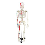 Musculares