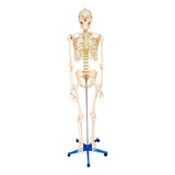 Esqueleto Humano 1 70m Altura Anatômia Do Corpo Humano