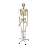 Esqueleto Humano 168 Cm Coluna Flexível Suporte base Rodas