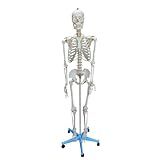 Esqueleto Humano 170cm Padrão Com Suporte
