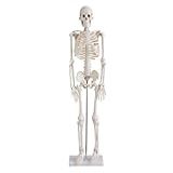 Esqueleto Humano 4D Anatomy 85 Cm De Altura 200 Ossos Crânio Com Mandíbula Móvel Plástico PVC
