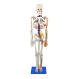 Esqueleto Humano 85 Cm Altura Nervos