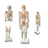 Anatomic