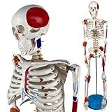 Esqueleto Humano 85 Cm Com Inserções Musculares E Ligamentos Modelo Anatômico Educativo