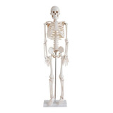 Esqueleto Humano 85 Cm De Altura C  Suporte   01 Und