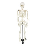 Esqueleto Humano 85 Cm De Altura Com Suporte Sd5002