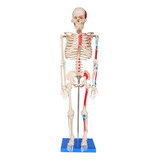 Musculares