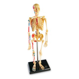 Esqueleto Humano Anatomia Ossos Para Montar Realístico 3d