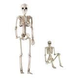 Esqueleto Humano Articulado Anatomia Humana Estudo Medicina