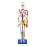 Esqueleto Humano C Sistema Circulatório 85cm Suporte Top