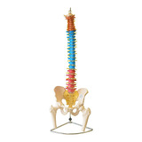 Esqueleto Humano Coluna Vertebral Colorida 85cm