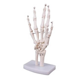 Esqueleto Humano Da Mão Ossos Do