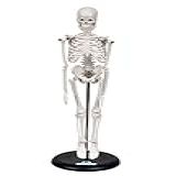 Esqueleto Humano De 45 Cm Altura Com Suporte Anatomia