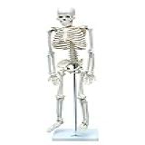 Esqueleto Humano De 85 Cm Altura