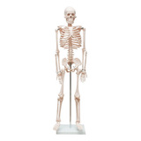 Anatomia