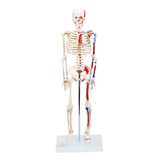 Esqueleto Humano De 85 Cm C
