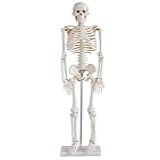 Esqueleto Humano De 85 Cm