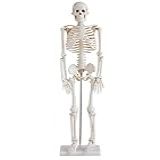 Esqueleto Humano De 85 Cm