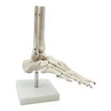 Esqueleto Humano Médico Anatomia Dos Pés