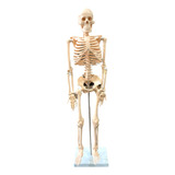 Esqueleto Humano Modelo Anatômico 85 Cm Tgd 0112