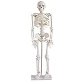 Esqueleto Humano Padrão Articulado 85cm De