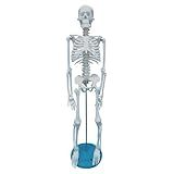 Esqueleto Modelo Anatômico 85cm Educativo Articulações Móveis Base De Suporte Para Estudantes Escolas Educação