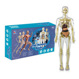 Esqueleto Modelos Do Corpo Humano Medicina Enfermagem An