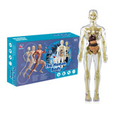 Esqueleto Modelos Do Corpo Humano Medicina Enfermagem An