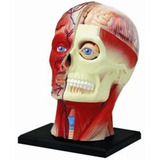 Esqueleto Muscular Anatômico Do Corpo Humano 4d Modelo 26058