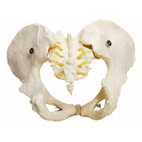 Anatomia