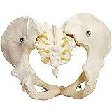 Anatomia
