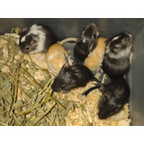 Esquilos Gerbil Filhotes Entrega Rápida Sp E Região
